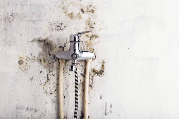 Trusted Gardnertown, NY Mold Removal Experts