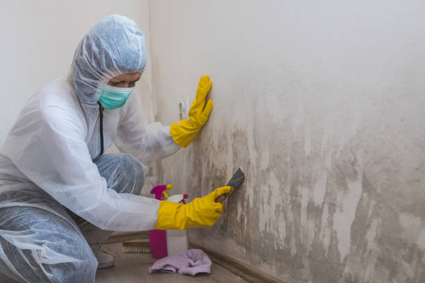 Best Mold Damage Repair  in Gardnertown, NY
