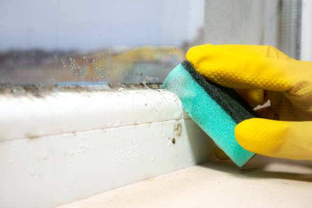 Best Attic Mold Removal  in Gardnertown, NY