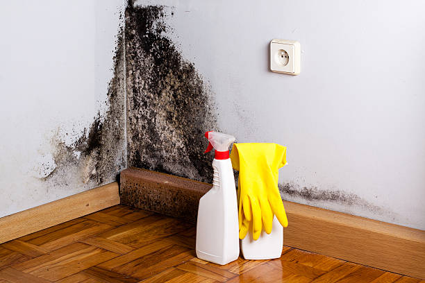 Best Black Mold Removal  in Gardnertown, NY