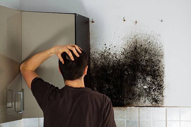 Best Same-Day Mold Removal  in Gardnertown, NY