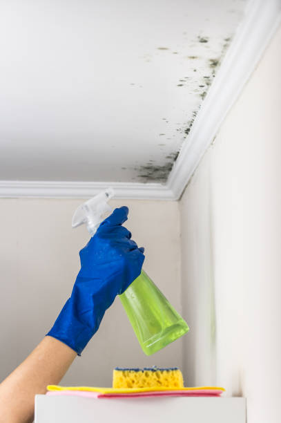 Best Fast Mold Removal  in Gardnertown, NY